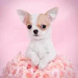 Programikonen: Chihuahua Dog Wallpapers …