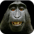 Animal Sounds icon