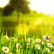 ไอคอนของโปรแกรม: Spring Live Wallpaper