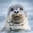 Иконка программы: The Seal