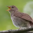 Nightingale Bird Sound Ringtones