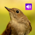 Ikon program: Nightingale Bird Sound Ri…