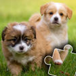 プログラムのアイコン：Dogs  Cats Puzzles for ki…