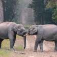 Programikonen: Zoo Wallpaper HD