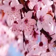 Programikonen: Cherry-Blossom