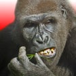 プログラムのアイコン：Flying Gorilla