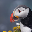 プログラムのアイコン：Puffin Wallpapers