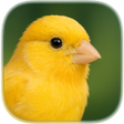 Icon of program: Suara Kenari Gacor Pancin…