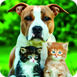 Programikonen: Cats And Dogs Wallpaper