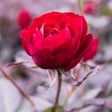 أيقونة البرنامج: Rose HD Wallpaper