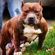 程序图标：Pitbull Wallpapers HD
