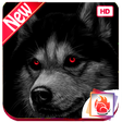 Programikonen: Husky Dog Wallpapers Sibe…
