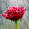程序图标：Rain Rose Wallpapers