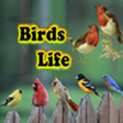 Ikon program: Birds Life
