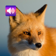 Icon of program: Fox Sounds and Ringtone