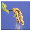 Ícone do programa: Pollen forecast
