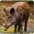Programikonen: Wild Boar Calls Sound