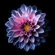 Programikonen: Lotus Wallpapers