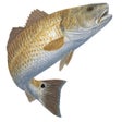 Иконка программы: TIdes For Fishing