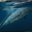 Icon of program: National Geographic Polar Animals Screensaver