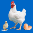 ไอคอนของโปรแกรม: Easy Poultry  Chicken Man…