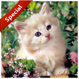أيقونة البرنامج: SUARA KUCING TERBAIK