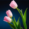 ไอคอนของโปรแกรม: Colorful Tulip Wallpapers