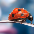 Programikonen: Ladybug Live Wallpaper