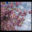 プログラムのアイコン：Japanese Cherry
