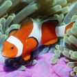プログラムのアイコン：Underwater World