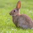 Appp.io - Rabbit and Bunny Sounds