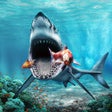 Icoon van programma: White Shark Sim : Great A…