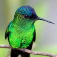 Programın simgesi: Hummingbird Wallpapers