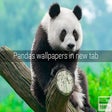Programikonen: Pandas Wallpapers New Tab