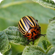 プログラムのアイコン：Insect pests