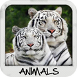 Icon of program: Animal Wallpapers