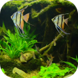 Programikonen: Fish Tank HD Live Wallpap…