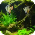 Fish Tank HD Live Wallpaper