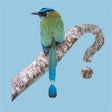 程序图标：Panama Birds Field Guide