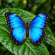 Programikonen: Butterfly Wallpapers