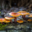 Programikonen: Mushrooms Live Wallpaper