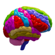 ไอคอนของโปรแกรม: Brain and Nervous System …
