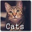 程序图标：Cat Sounds