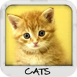 Icon of program: Cats Wallpapers