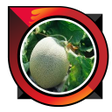 Programikonen: how to cultivate melons