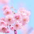 プログラムのアイコン：Happy Spring Day Theme HO…
