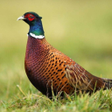 程序图标：Pheasant sounds ~ Sboard.…