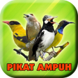 Programikonen: Suara Pikat Semua Burung …