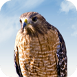 Symbol des Programms: Hawk Sounds