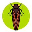 Icoon van programma: Cicada Safari